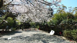 鎌倉の桜の名所です