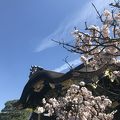 桜が綺麗でした