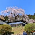 TVで見た桜が綺麗なので見に行きました(もこみちの浅見光彦ロケ地)