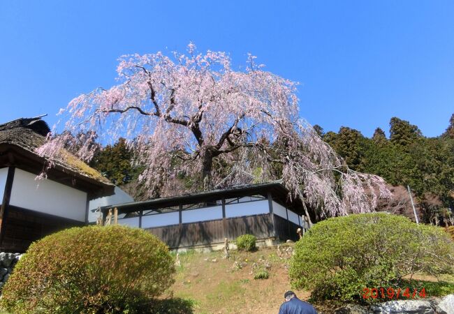 TVで見た桜が綺麗なので見に行きました(もこみちの浅見光彦ロケ地)