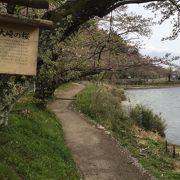 花吹雪の桜と琵琶湖の岸辺