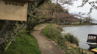 花吹雪の桜と琵琶湖の岸辺