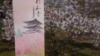 仁和寺の御室桜が見ごろでした。ここはソメイヨシノより遅れます。