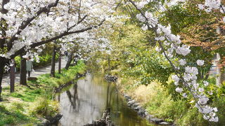 桜が綺麗でした