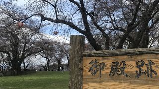 開花直後の桜まつり