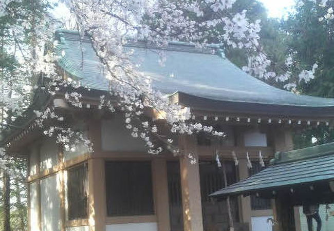石神井公園のそば、見事な枝ぶりの桜がある神社です