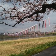 鯉のぼりが泳ぐ川沿いに桜並木