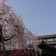 老木の桜