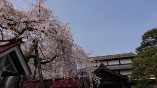 老木の桜