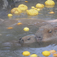 気持ちよさそうに入浴するカピバラ
