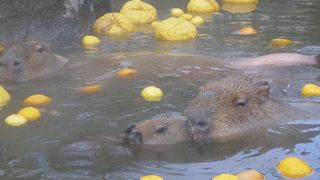 カピバラがかわいいです