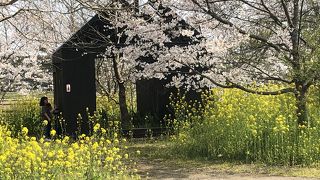 菜の花と桜、蘇芳などの花の駅