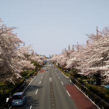 国立市の桜並木