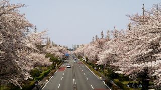 桜の大学通り