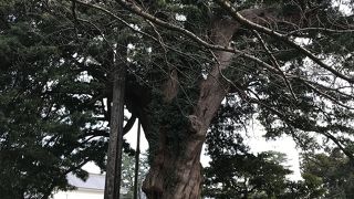 小田原城跡：イヌマキの木、二の丸跡の