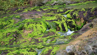 ラムサール条約に登録された緑のじゅうたんを満喫する