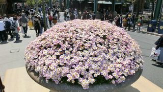東京ディズニーシーの花たち