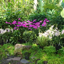 オーキットガーデン