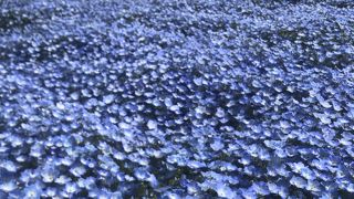 季節のお花が綺麗に咲いています