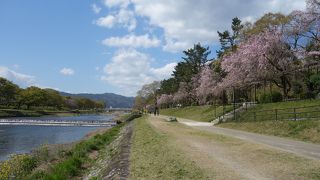 桜の名所。枝垂桜が美しい。