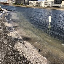 魚河岸通りのすぐ裏手の干潟