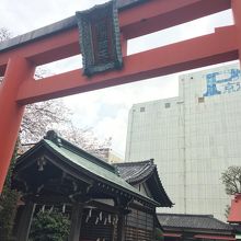 サクラがきれい