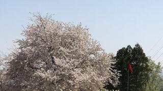 桜の時期は綺麗です。