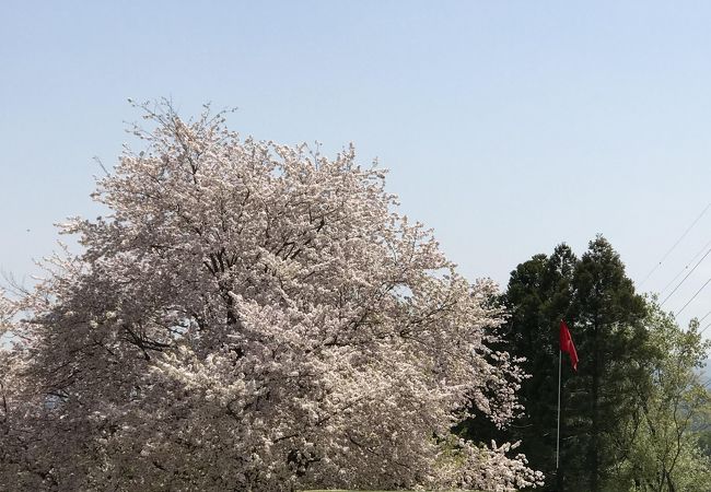 桜の時期は綺麗です。
