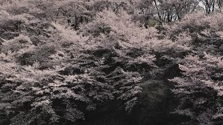 4千本の桜！全山桜色の弘法山古墳。