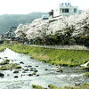 露天風呂からライトアップされた桜が見られます