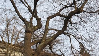 二代目の太夫桜