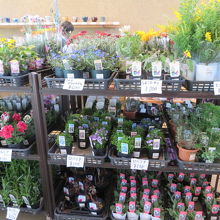 お花類があります