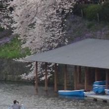 千鳥ケ淵桜とボート