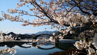 錦帯橋の桜