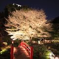 日本庭園の桜ライトアップ