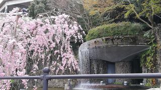 枝垂れ桜がキレイでした