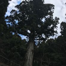 ひときわ大きな太郎杉