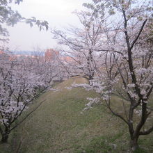 平成最後の春の桜の様子