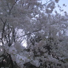 並木は少ないですが、突然凄い桜の木が現れたりします