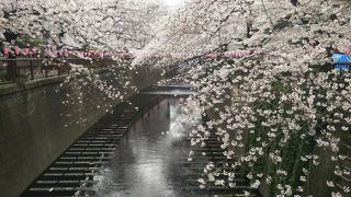 桜は朝がオススメ