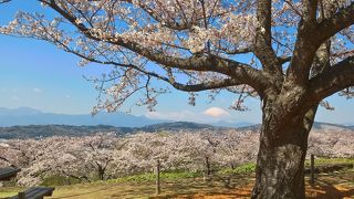 桜の季節も絶景