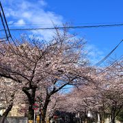 桜並木の坂道