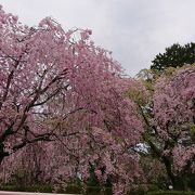 たくさんの花見客