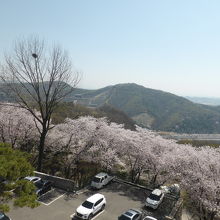 4月中旬　桜がきれい。