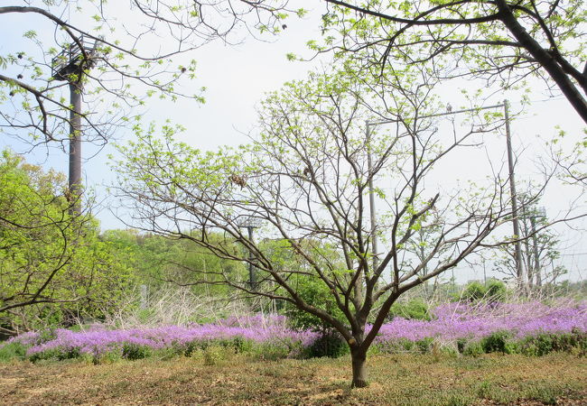 新座市総合運動公園