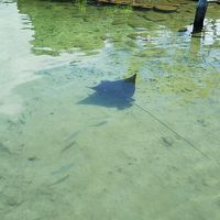 エイが泳ぐプール
