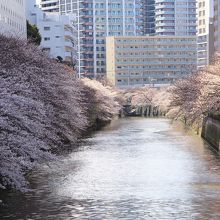 太鼓橋から目黒川下流の眺め