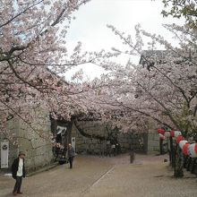 太鼓門の手前、桜がきれいでした