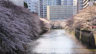 太鼓橋で目黒川のお花見（2019.4.1）