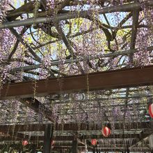 藤棚もキレイでした